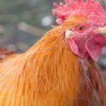 Минфину поручено пересчитать кур