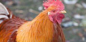 Минфину поручено пересчитать кур