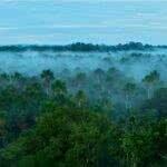 Экологи выступили против легализации добычи полезных ископаемых в районе Амазонки