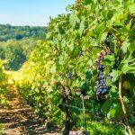 Российский миллиардер покупает виноградник у известного винодела во Франции