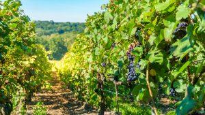 Российский миллиардер покупает виноградник у известного винодела во Франции